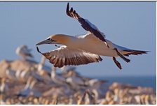 A gannet flies into a colony.