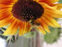 sunflower representing biomass energy