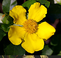 yellow flat flower