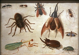 Spiders and insects, painting by Jan van Kessel, 1660. Photo by Rama