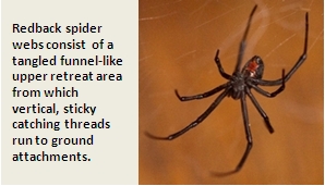 Redback spider webs consist of a tangled funnel-like upper retreat area from which vertical, sticky catching threads run to ground attachments. Image of redback on right.