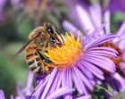 European honey bee eating nectar