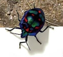 Image from Bugwise website, linked to site