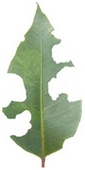 Leaf from Herbivore2Damage, linked to page