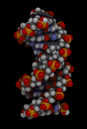Animated rotating molecular model of the double helical structure of DNA
