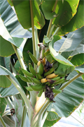 leafy top of a banana plant with a bunch of bananas