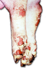 blistered feet and hooves of a pig with foot and mouth disease