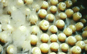 A coral releasing a powdery substance containing eggs.