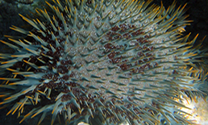 A grey, brown and red Crown of Thorns starfish with grey spikes with yellow tips protruding from every direction.