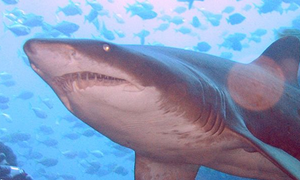 grey shark swimming in water viewed from the underside of the head with mouth open and teeth exposed