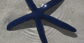 A dark blue starfish lying on white sand in the Great Barrier Reef.