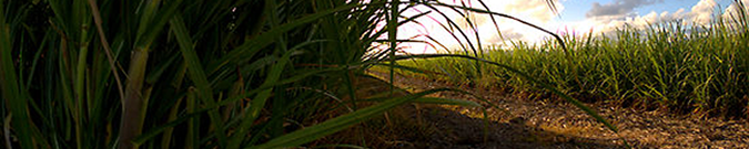 rows of suger cane with an area of ground separating areas of growth