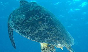 green turtle swimming in clear blue water