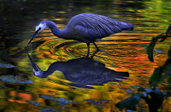 photo of blue bird and its reflection standing in water