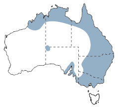 blue tongue distribution map. The area indicating distribution of the blue tongue stretches from Port Lincoln, SA up the east coast of Australia and around to Broome. The area also continues in-land, almost to the NSW-SA border in some points.