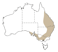 bearded dragon distribution. They are found along the east coast, as far north as Townsville. The area stretches past Port Lincoln, SA.