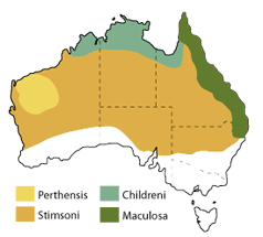 python distribution map. The map shows the distribution of four species: Perthensis, which is found around Perth; Childreni, which is native to northern Australia; Maculosa, north-eastern Australia; Stimsoni, native to a large portion of the country, north of the Sydney to Perth line.