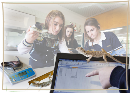 students measuring and recording reptile details