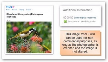 Image of a photograph of a blue-faced honeyeater by Michel Dignand from the website Flickr, with details of the Creative Commons licence.