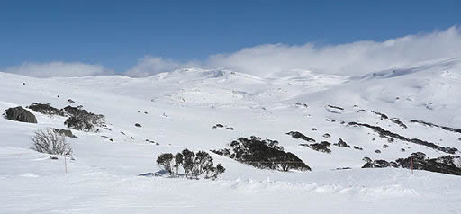 Wide view of a snamy mountain with small clumps of trees in the distance and some rock showing through the snow.