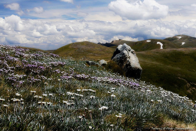purple and white flowers in the foreground and grassy mountains in the distance with grey rocks standing up out of the grass. Blue sky and clouds.