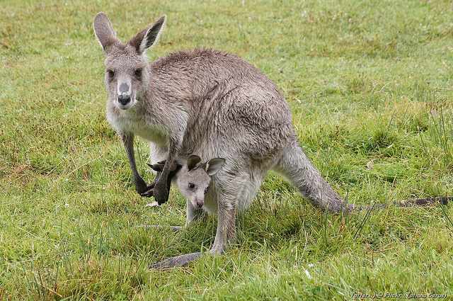 Kangaroo with joey inside the pouch