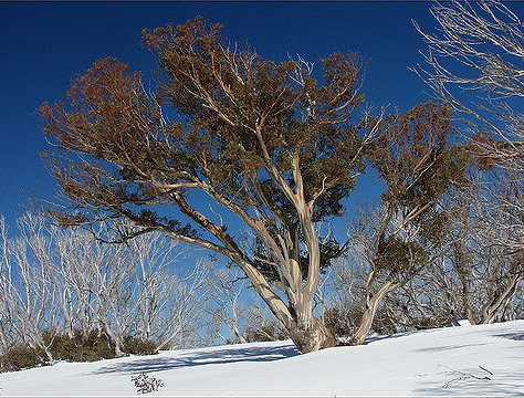 A large snow gum with some browny grey leaves surrounded by untouched snow and other trees with no leaves.