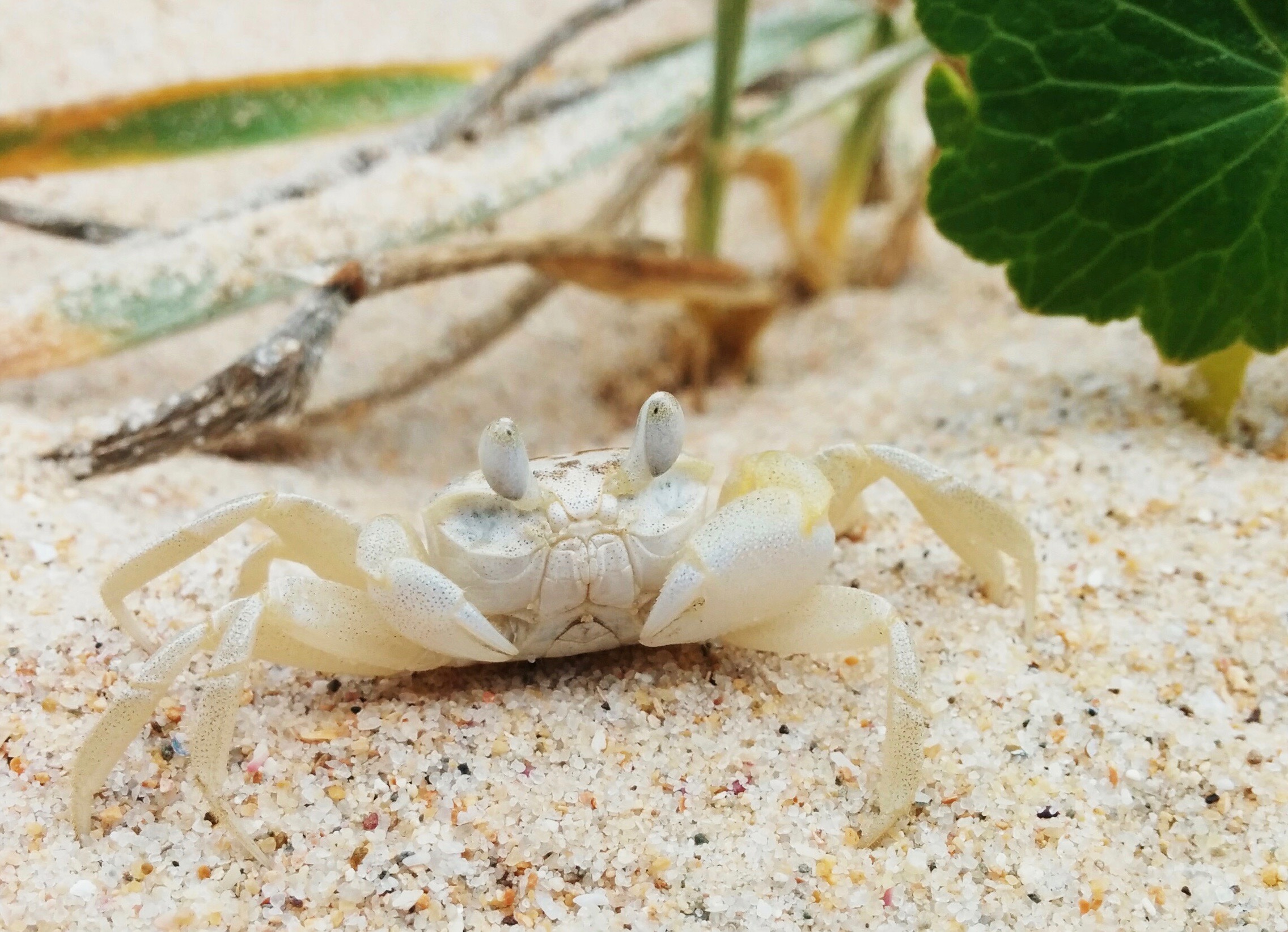 A small white crab that blends into the sand.