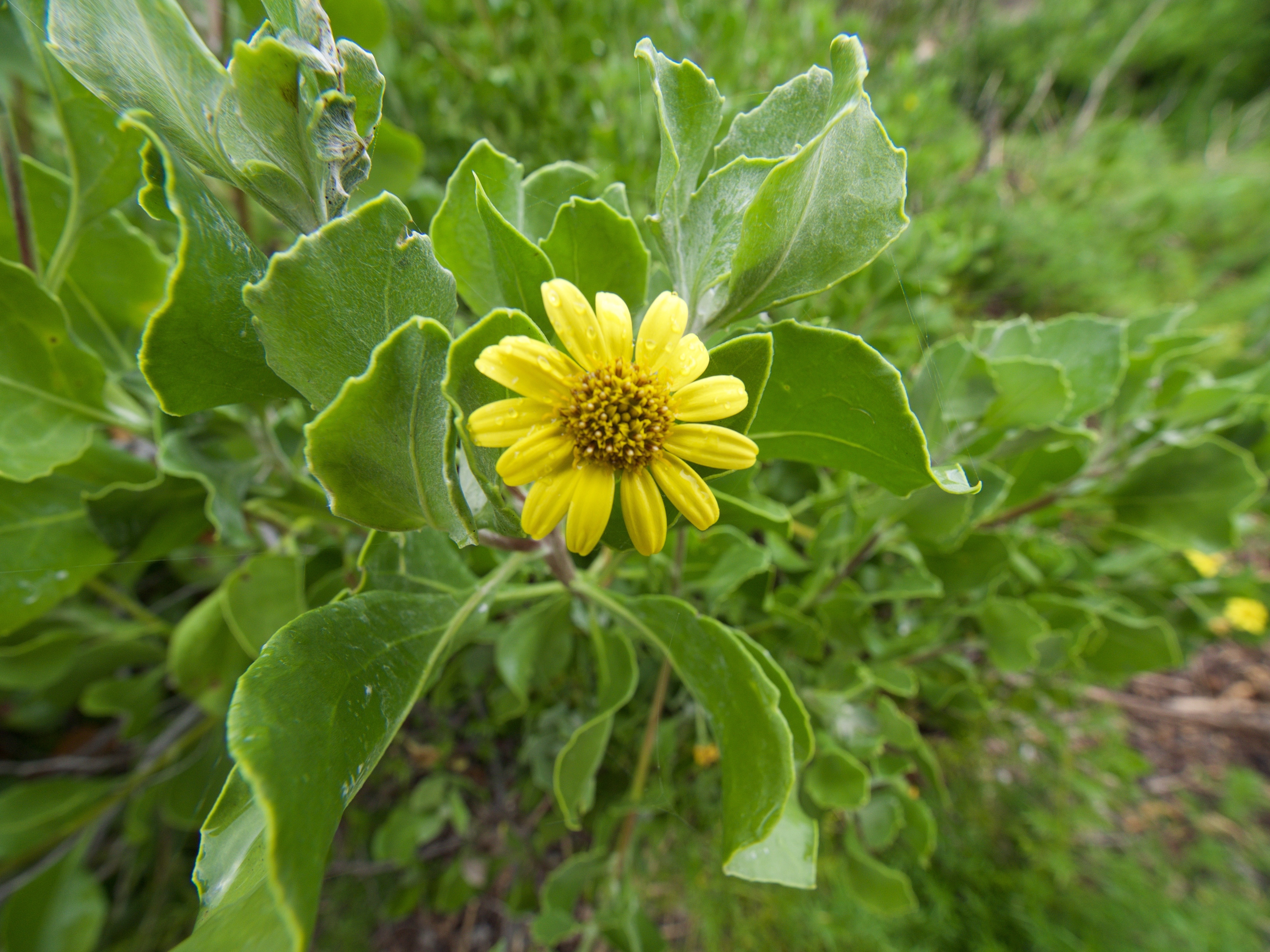 small yellow flower - looks like a daisy with thick fleshy leaves similar to succulents.