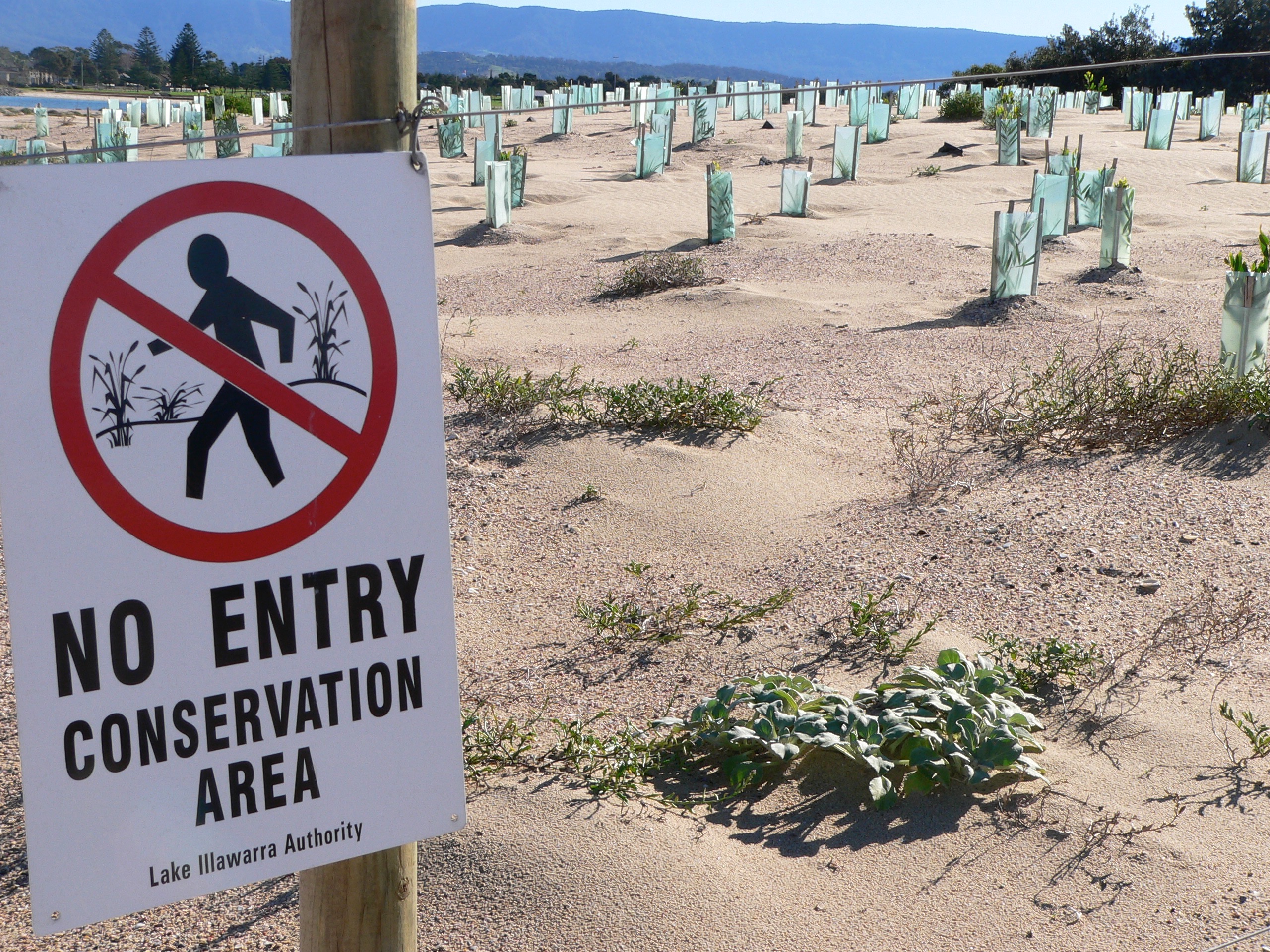 a sign reads no entry conservation area Lake Illawarra Authority. Sand dunes have small plants placed in rows and protected by stakes and surrounded by netting.