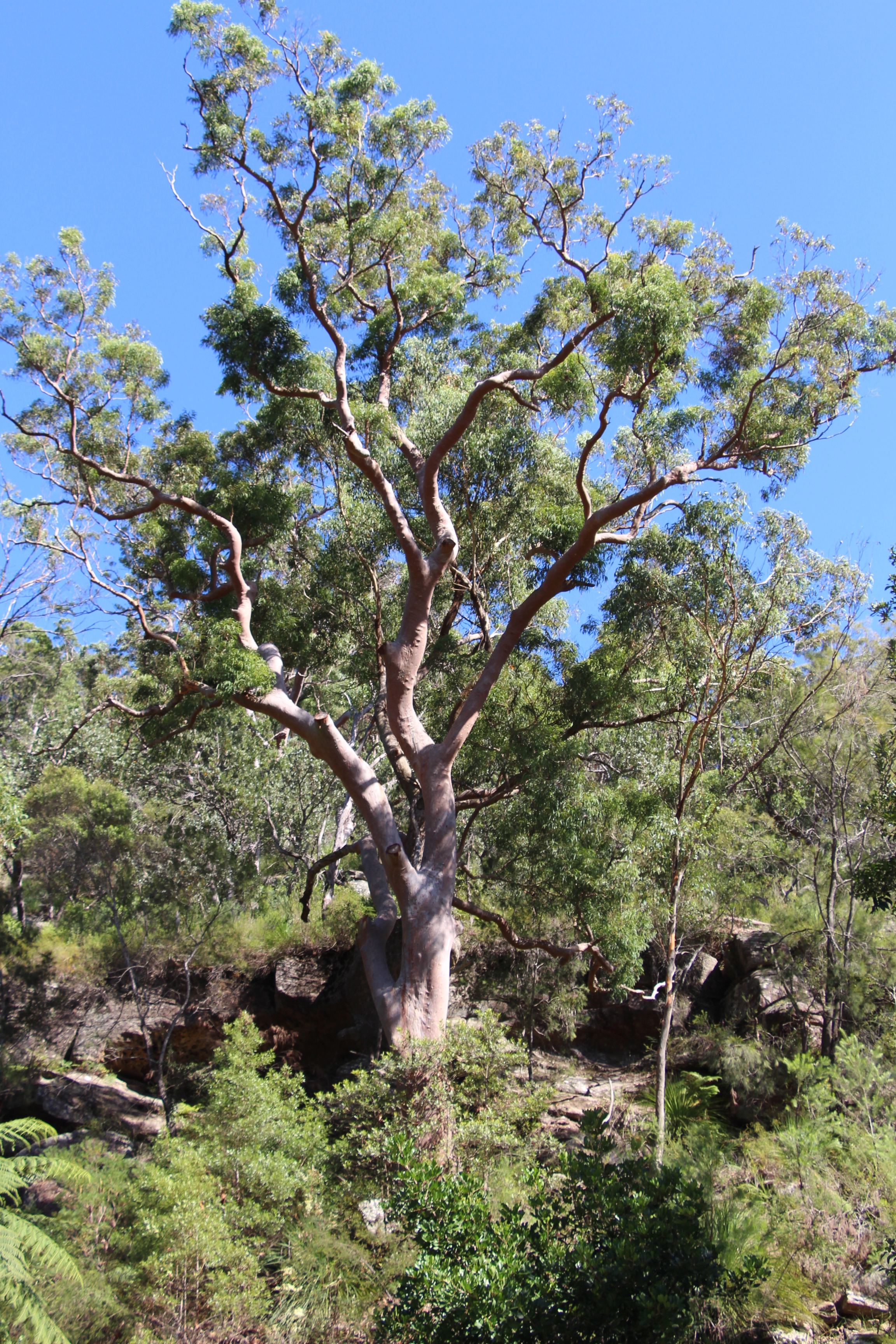 large gum tree among other bushes and trees