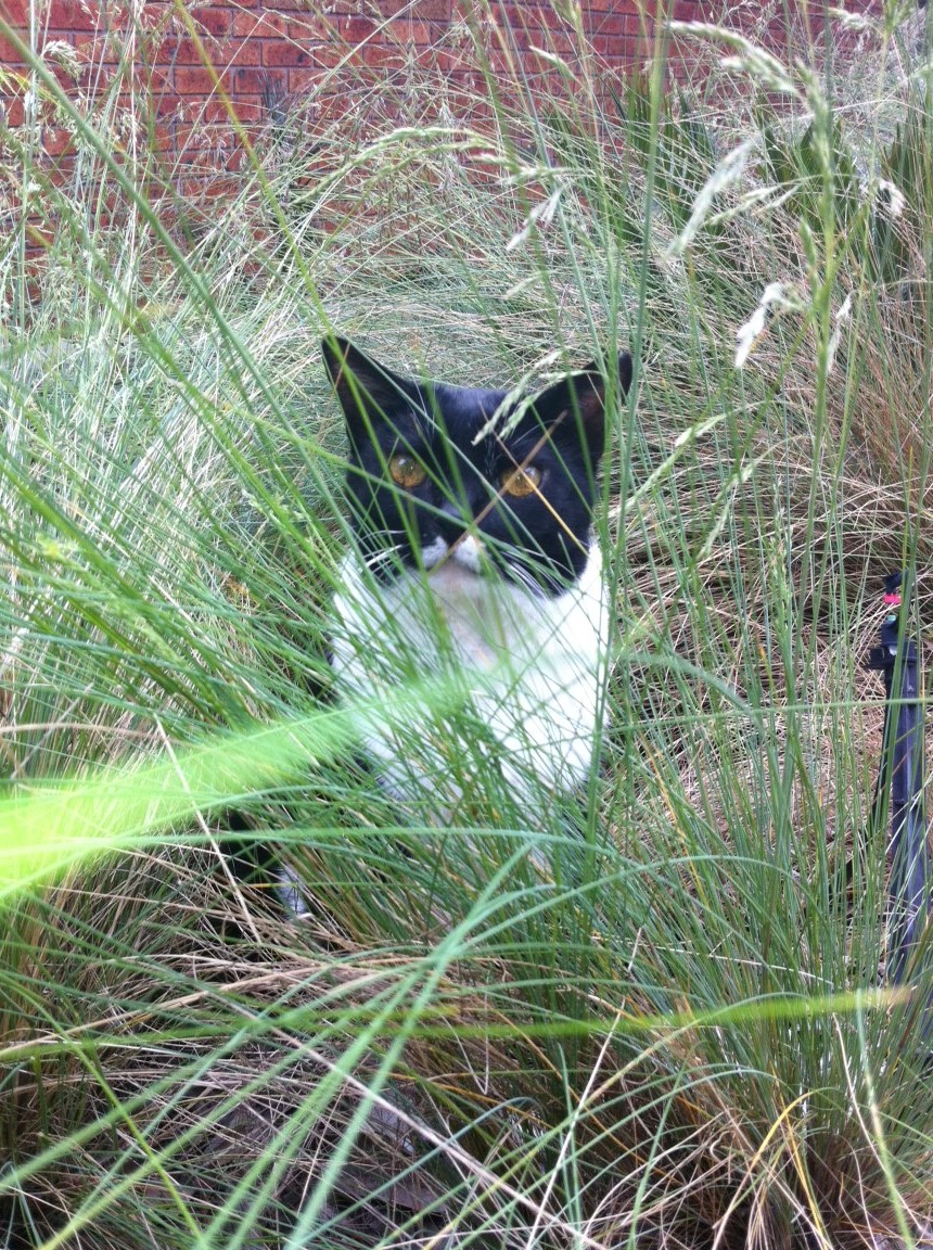 A black and white cat hides in long grass.