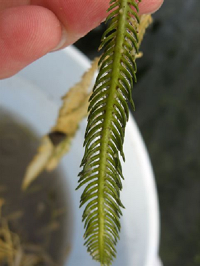 Close up image of the Caulerpa alage. It is long and think with spiky leaves and looks a bit like a palm frond.