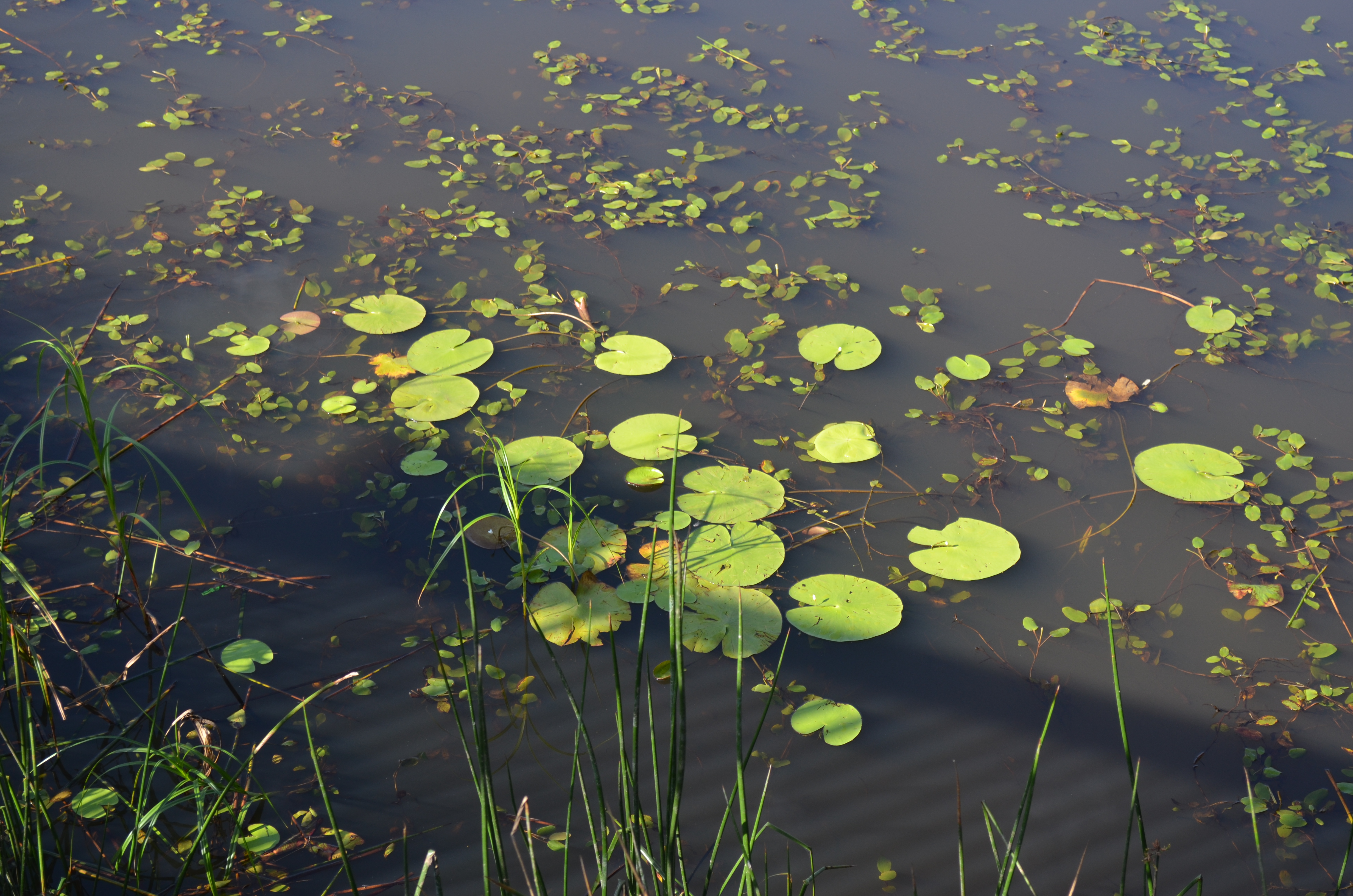 Aquatic plants on the surface of a lake