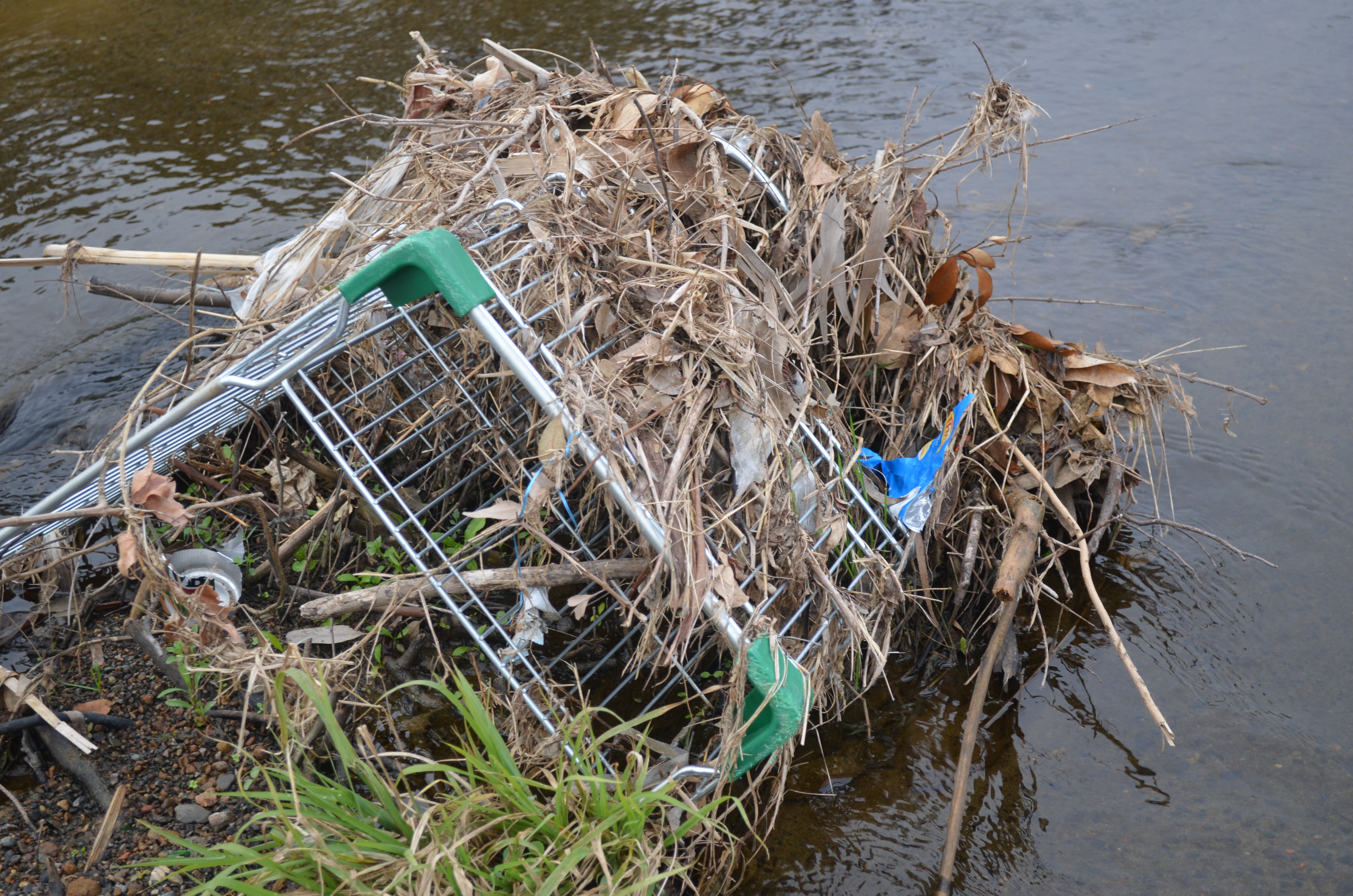 A shopping trolley filled with plant material sits abandoned in a lake