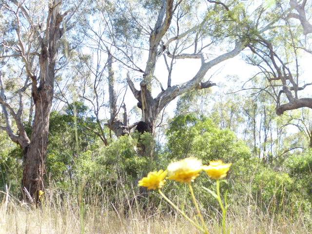 Three yellow flowers in the long grass with some large trees in the background.