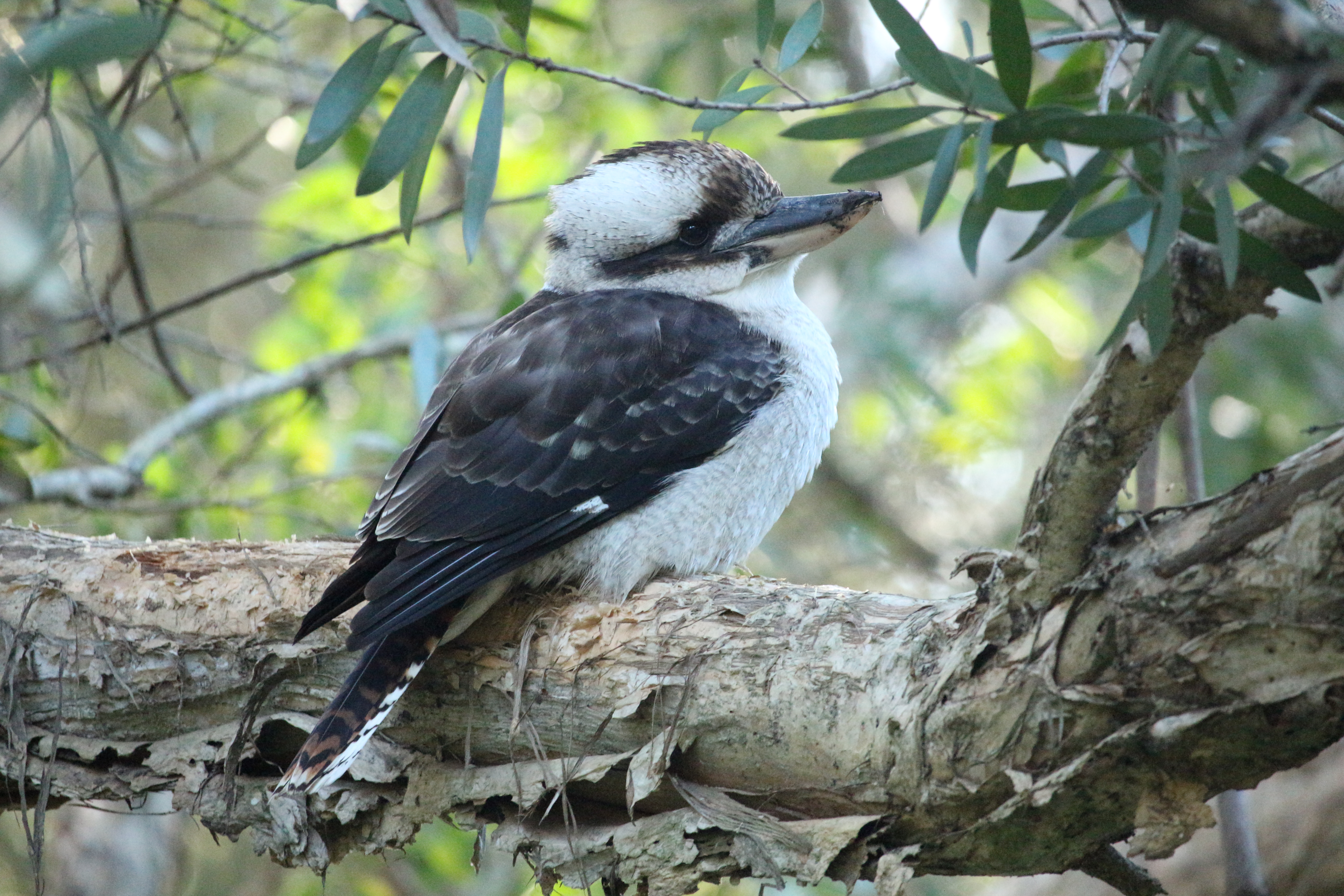 Close up of a kookaburra perched on a tree branch.