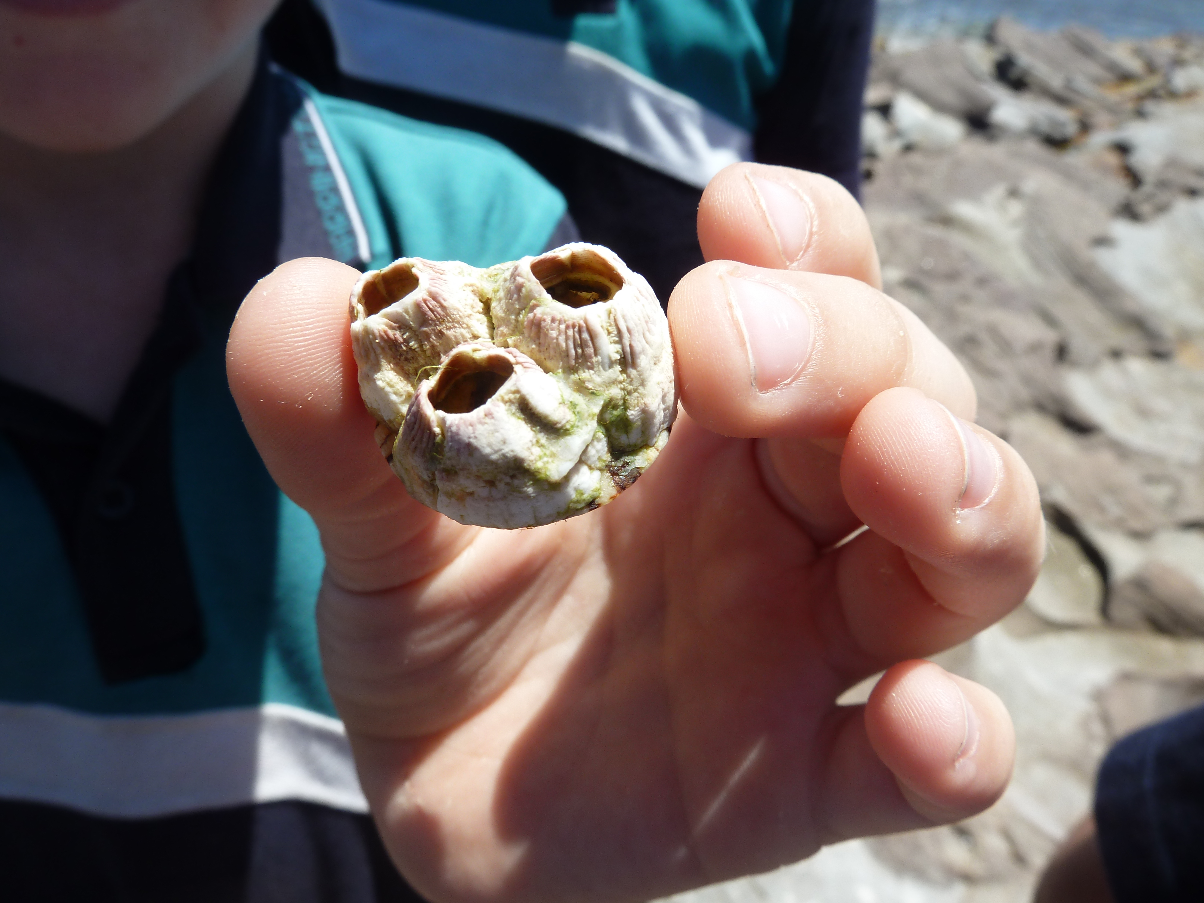 A student holds a group of three barnacle shells up to the camera. There are no animals living inside the shells anymore.