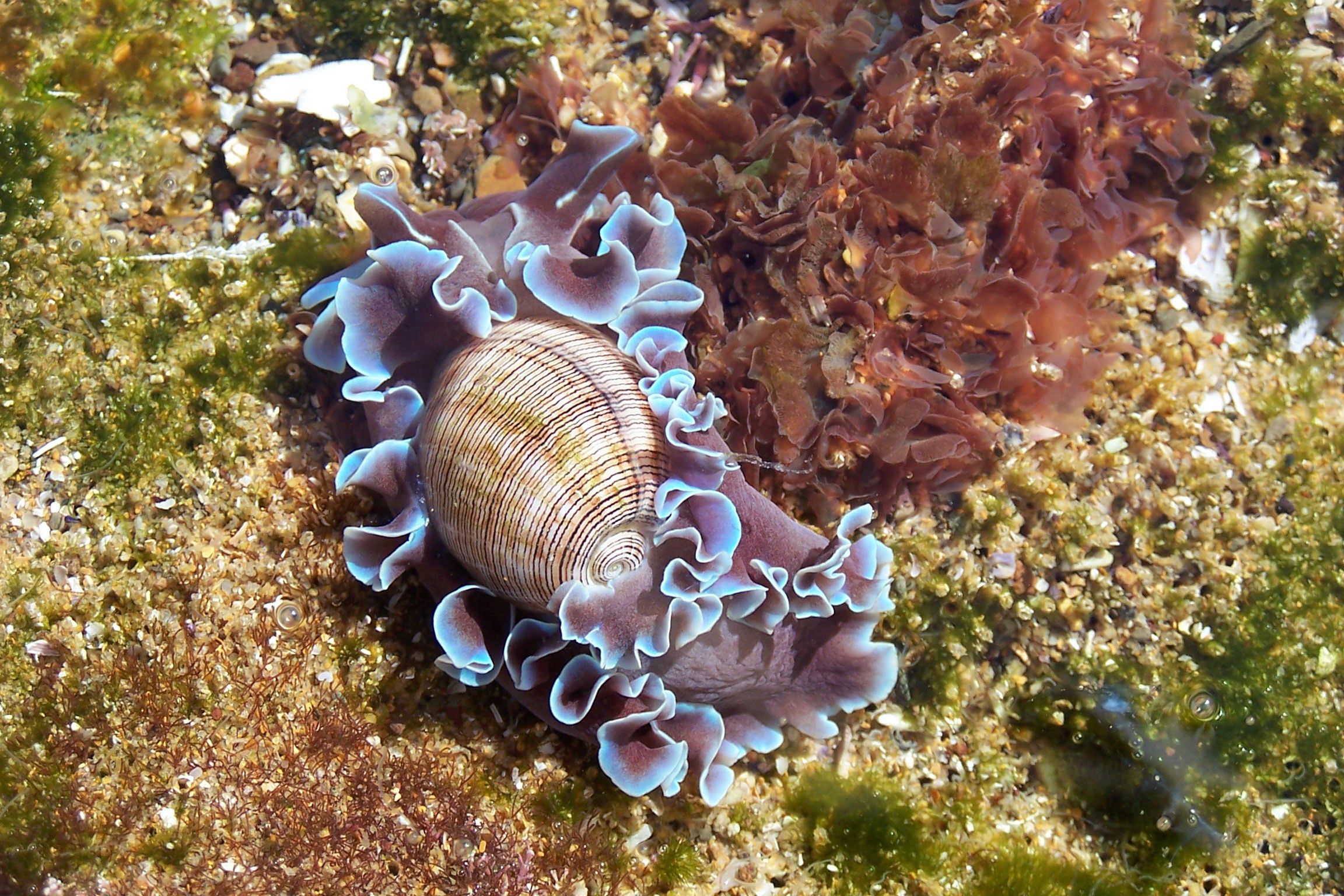 A sea snail with a spiral shell shape has a blue frilly body that spreads out around the shell.