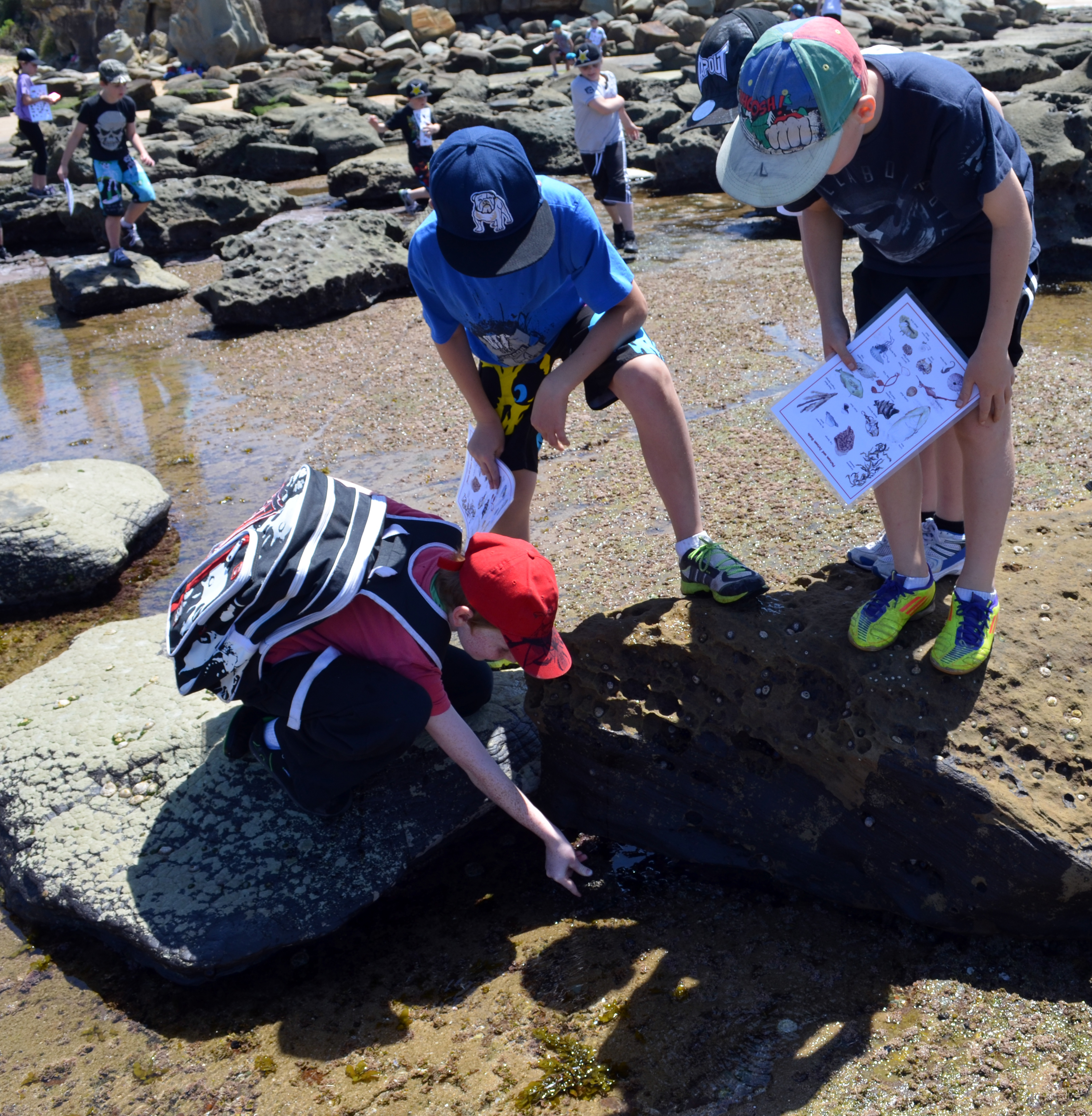 three primary school students examine a rock pool. Students are holding an indeifitcation sheet showing images of common plants and animals.