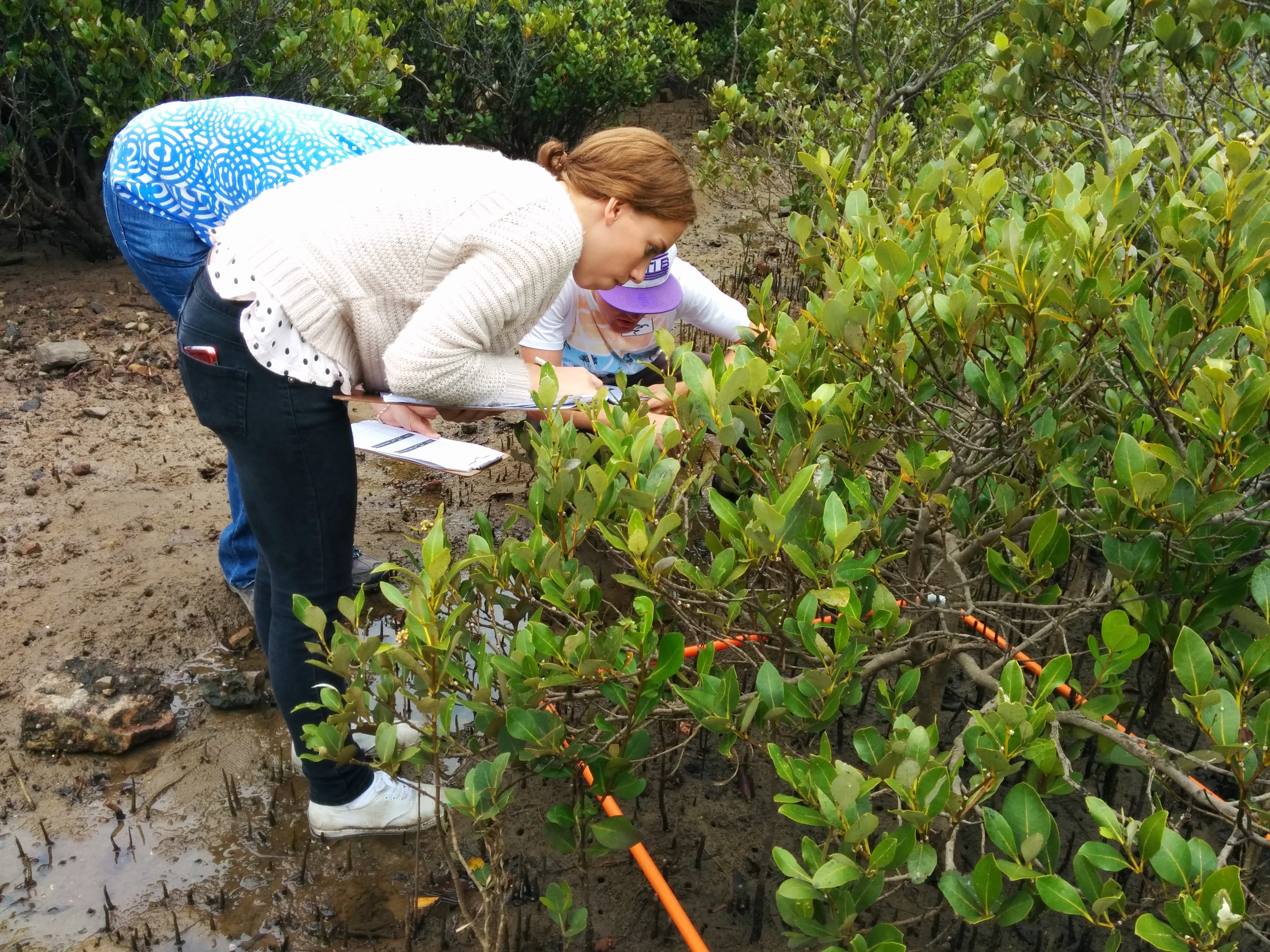 Students leaning over to closely examine a mangrove plant.