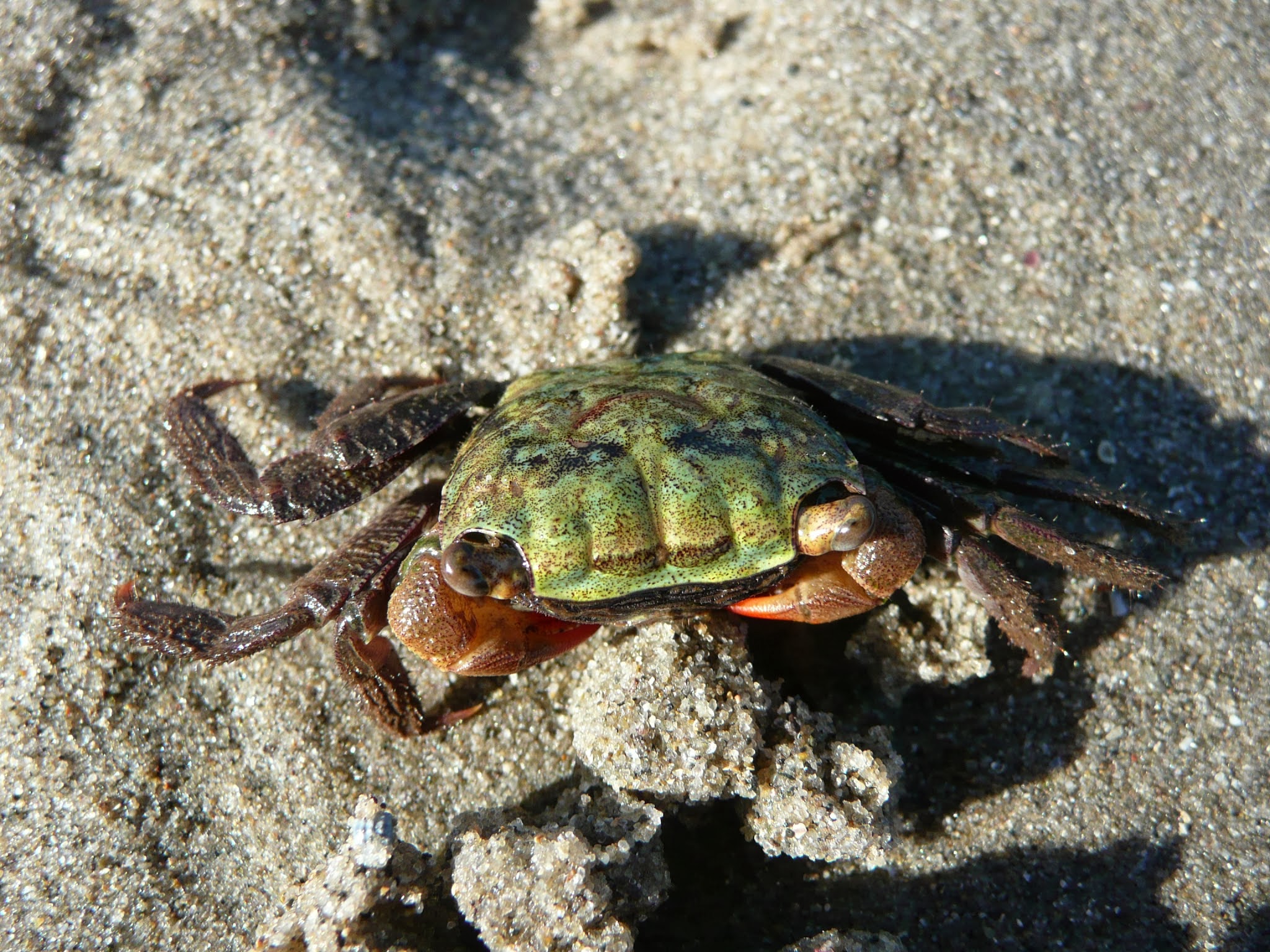 A large crab sits on wet sand.