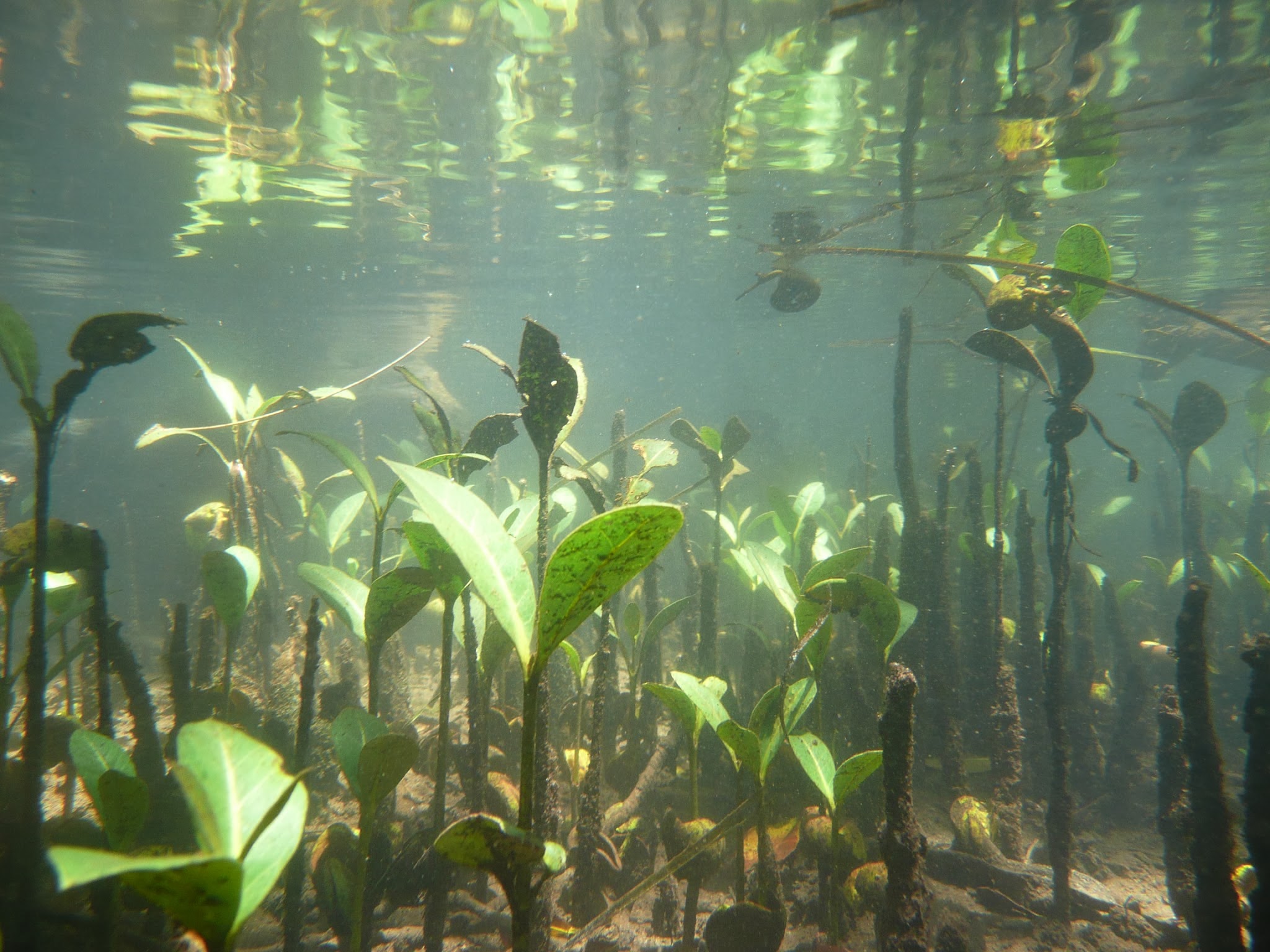 Underwater view of small mangrove plants that are close together so providing safe places for small animals to live safely.