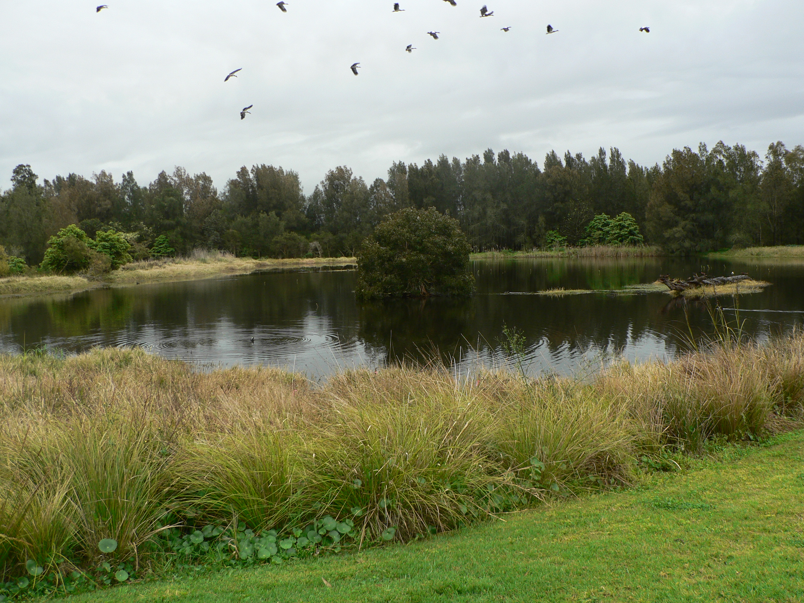 A large open pond surrounded by grass and trees. there is a tree growing in the pond and birds flying in the air above the pond.