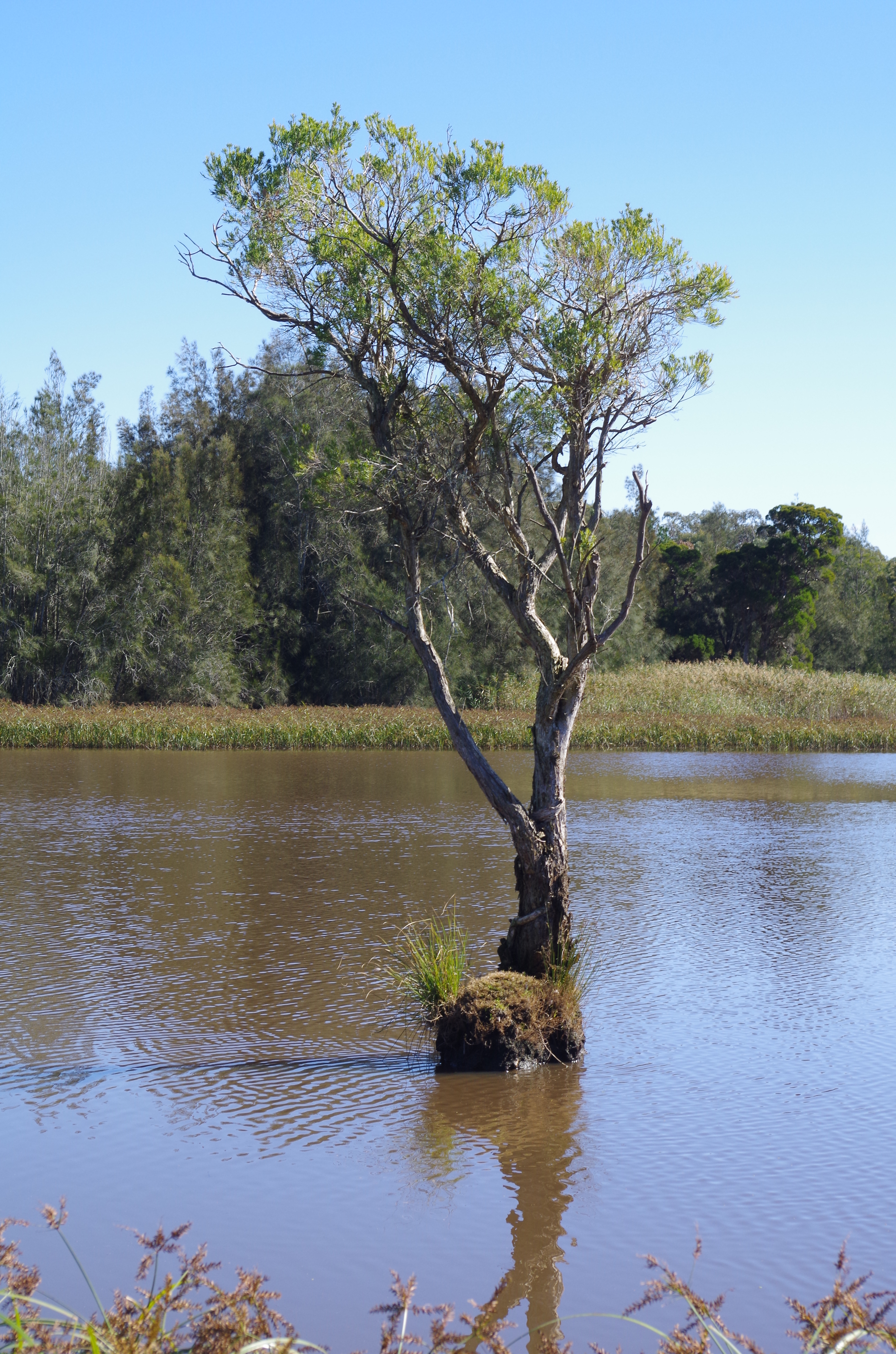 A single melaleuca stands in the middle of a shallow waterlogged space, in the distance is a grassy shore and other trees.