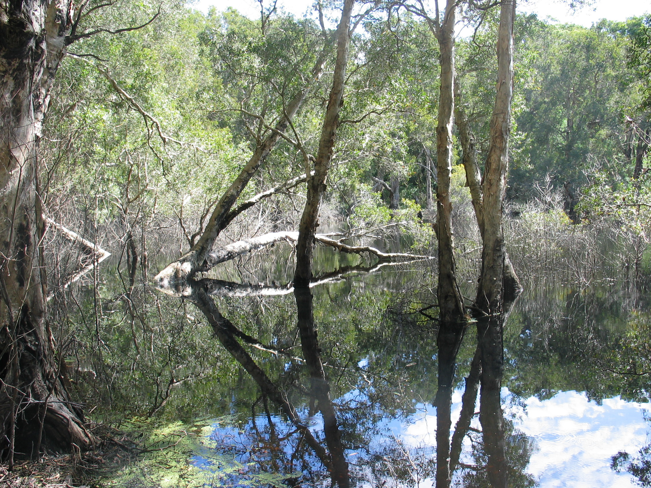 Waterlogged forest with many trees growing out of the water.