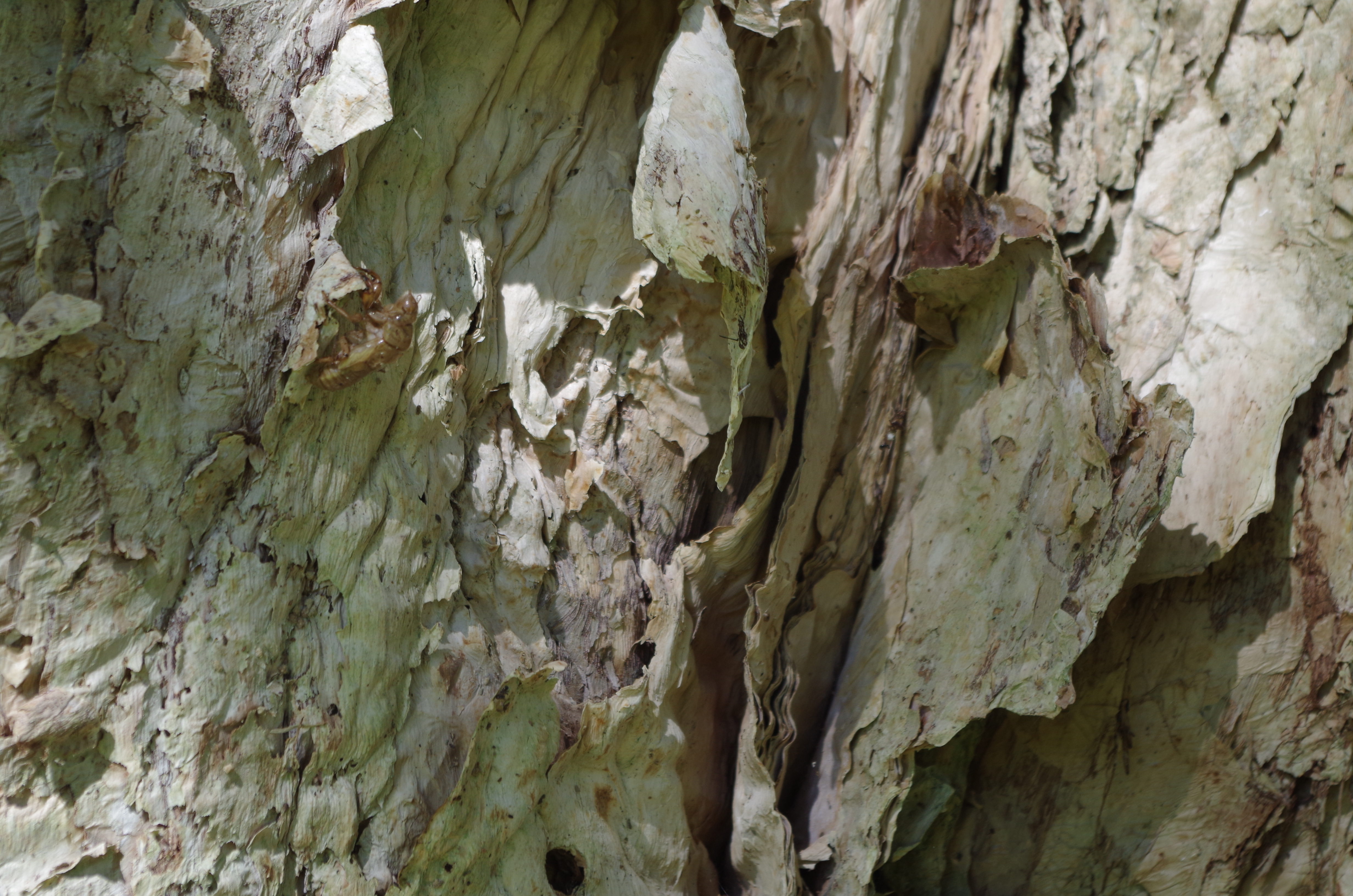 Close up of the bark of a melaleuca, showing the flakey papery texture of it.