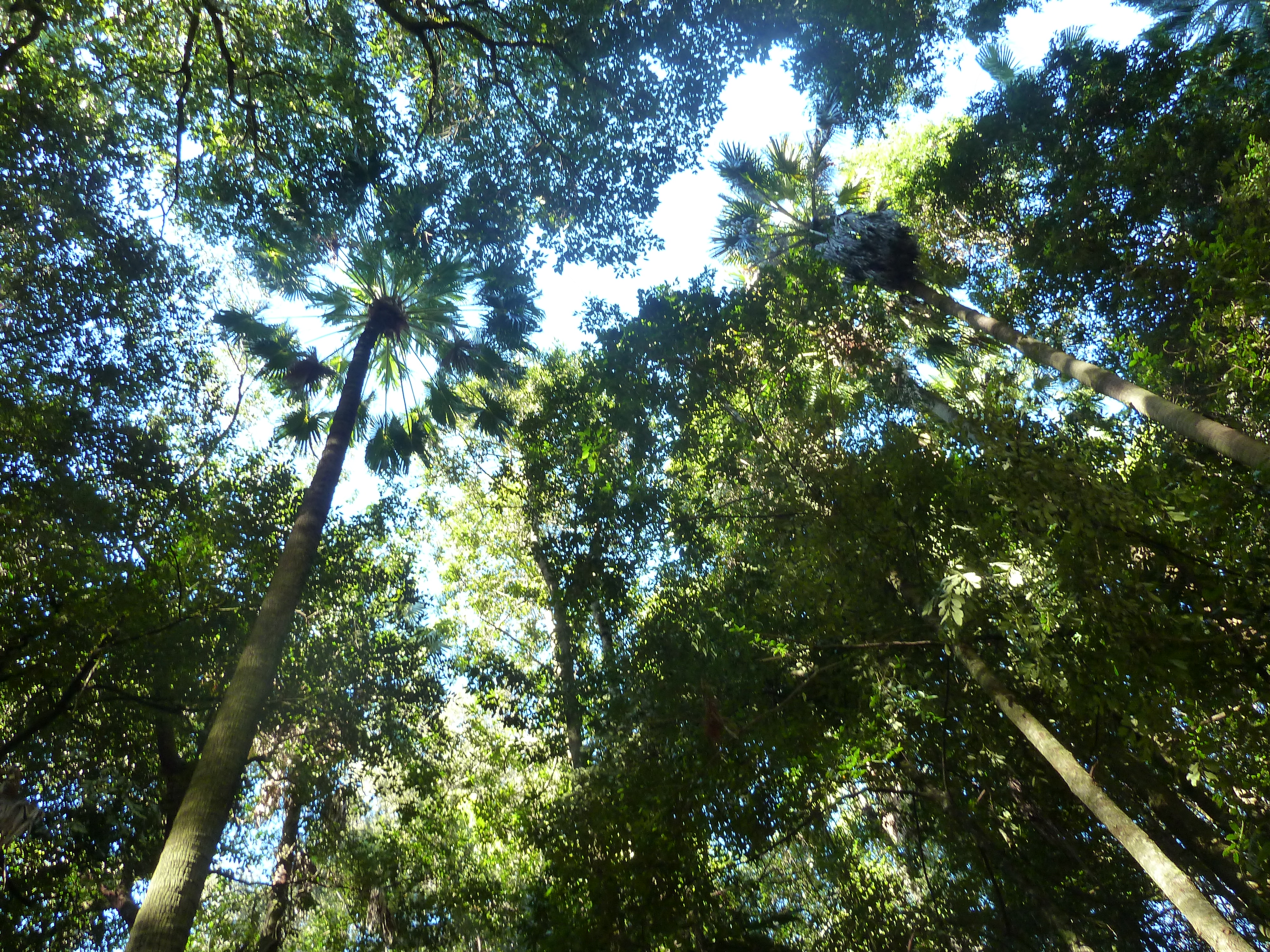 Looking up at trees from the ground to see how much of the sky and light is blocked out by the thick canopy.