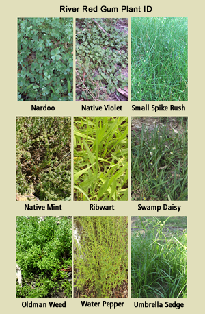 A chart showing 9 different plants under the title River Red Gum Plant ID, the plants are Nardoo, Native violet, small spike rush, native mint, ribwart, swamp daisy, oldman weed, water pepper and umbrella sedge
