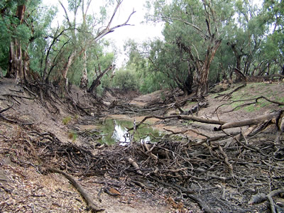 River bed that is almost dry with dead tree branches covering the bottom